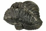 Bumpy, Enrolled Drotops Trilobite - Around #92497-5
